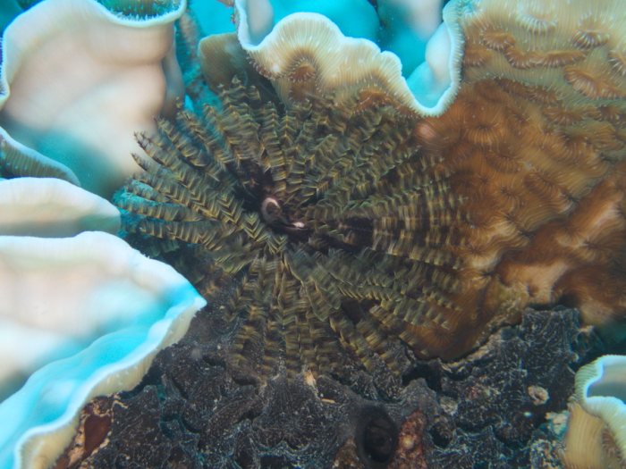 Sabellastarte sp.