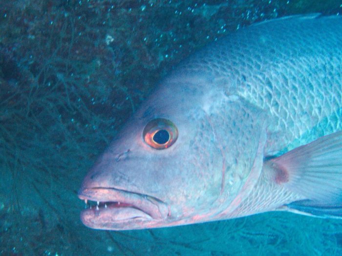 Poissons osseux
