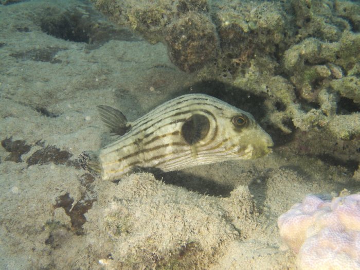 Arothron manilensis