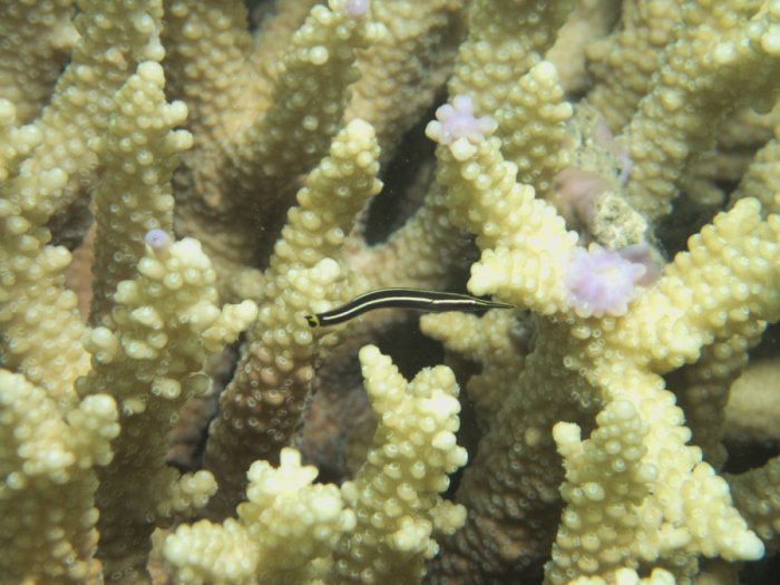 Diademichthys lineatus