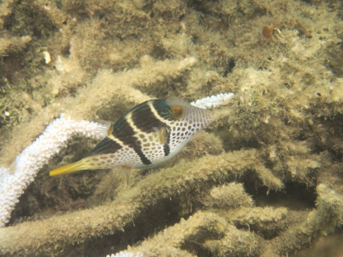 Canthigaster valentini
