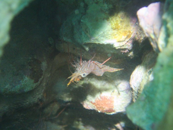 Crevette