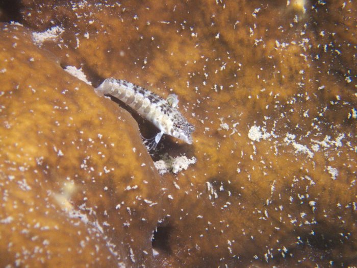 Parapercis australis