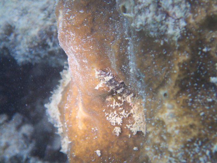 Poisson à trois nageoires