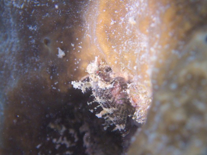Poisson à trois nageoires
