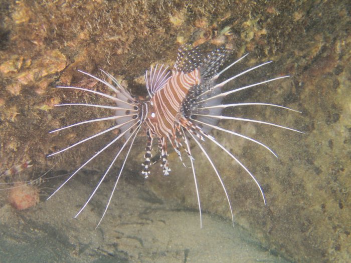 Pterois antennata
