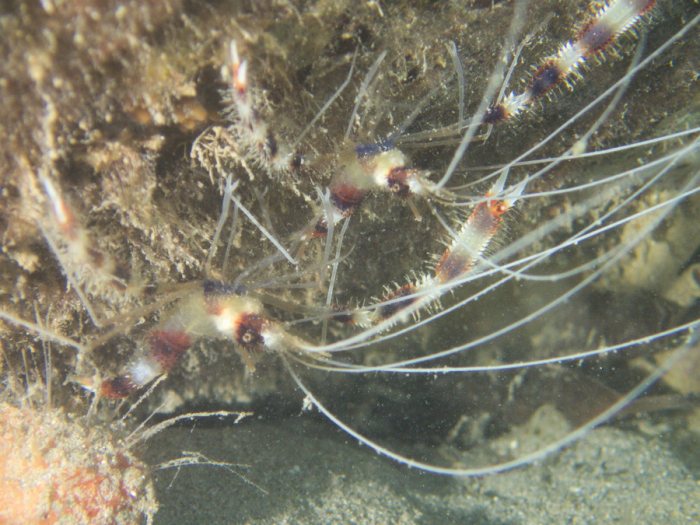 Crevette