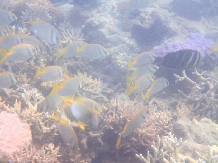 Zebrasoma velifer