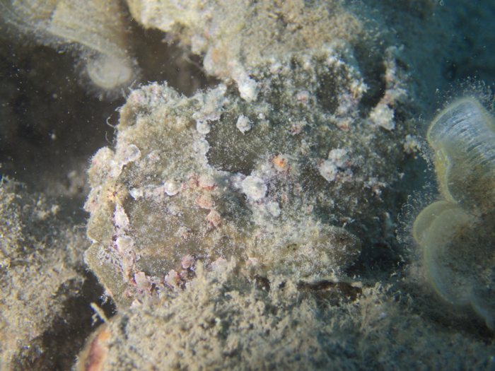 Antennarius commerson
