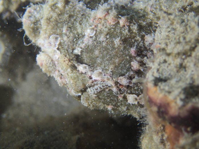 Antennarius commerson