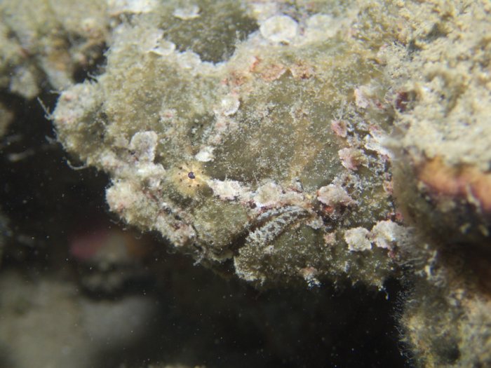 Antennarius commerson