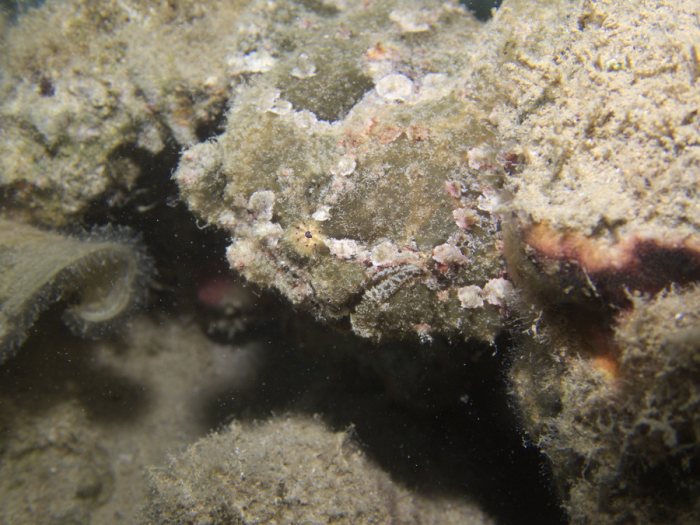 Antennarius commerson
