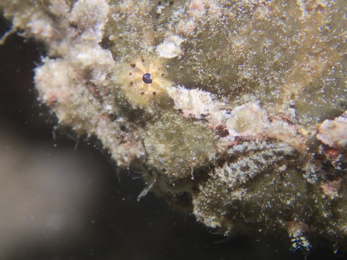 Antennarius commerson
