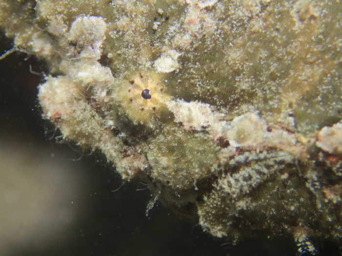 Antennarius commerson