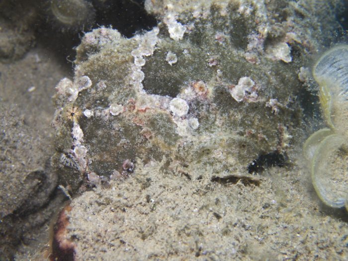 Antennarius commerson