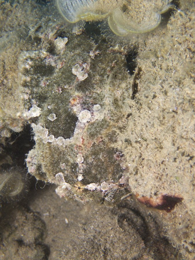 Antennarius commerson