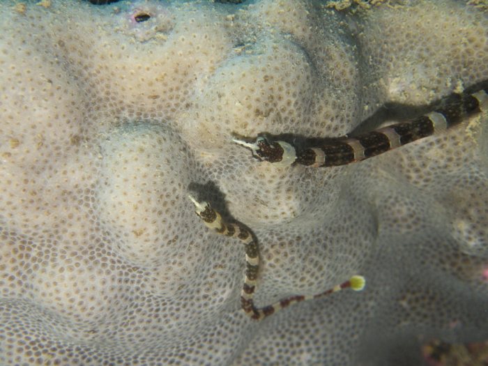 Corythoichthys amplexus