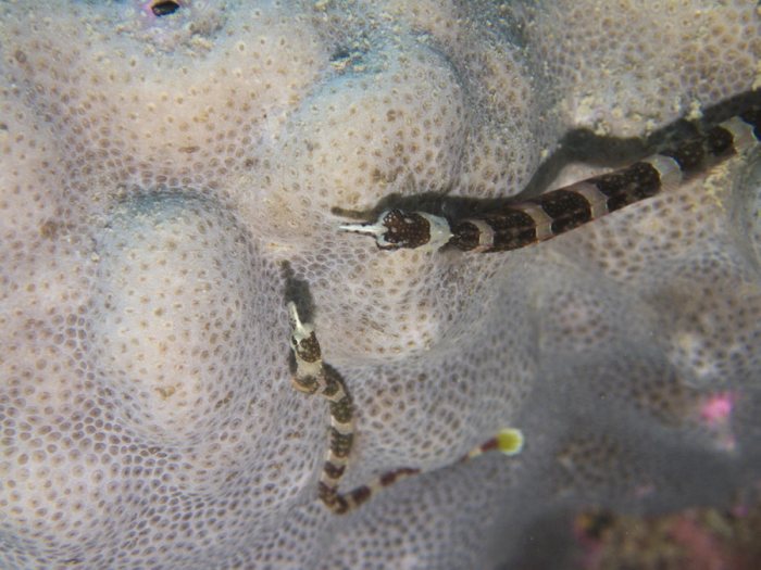 Corythoichthys amplexus