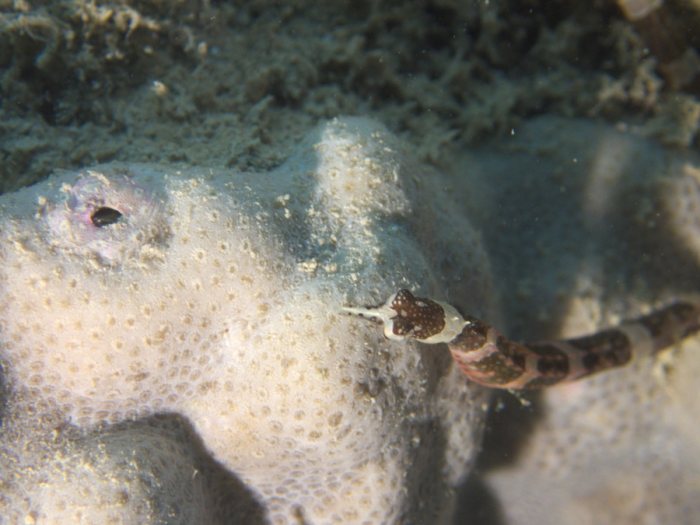 Corythoichthys amplexus