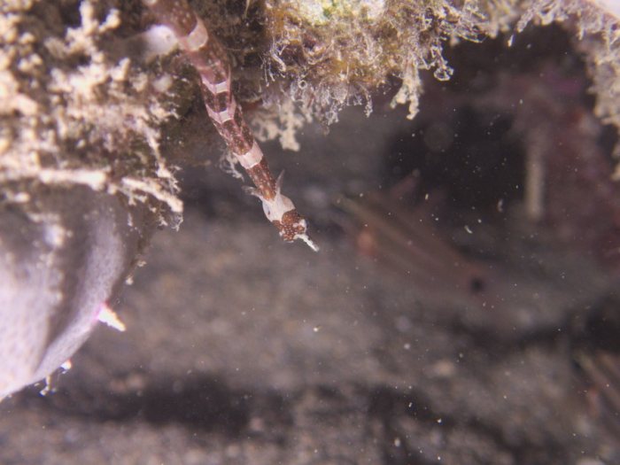 Corythoichthys amplexus