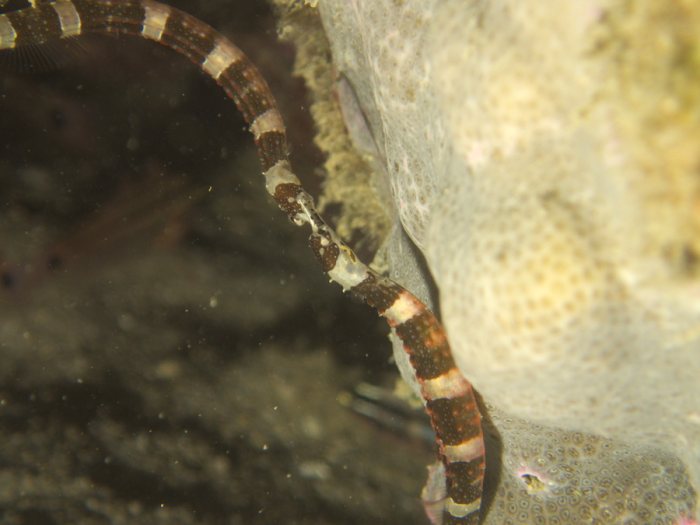 Corythoichthys amplexus