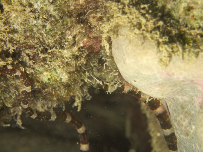 Corythoichthys amplexus