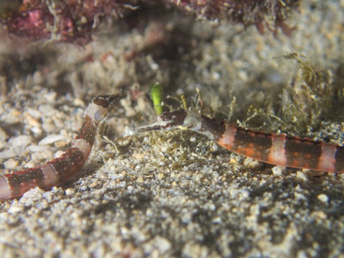 Corythoichthys amplexus