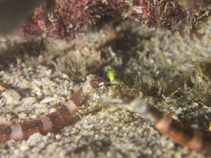 Corythoichthys amplexus