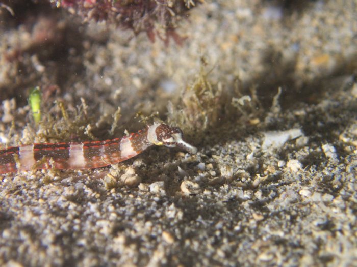 Corythoichthys amplexus