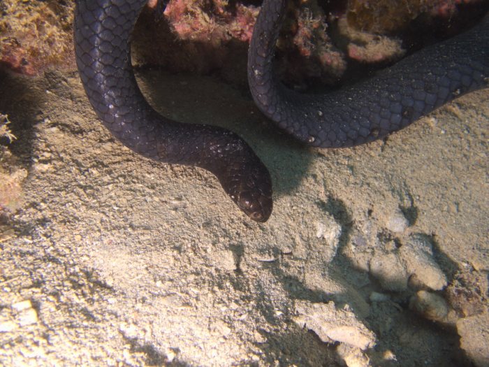 Emydocephalus annulatus