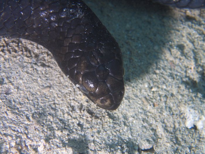 Emydocephalus annulatus