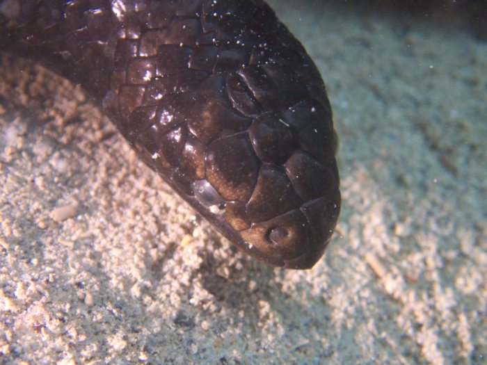 Emydocephalus annulatus