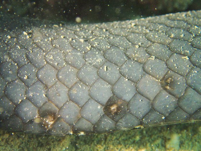 Emydocephalus annulatus