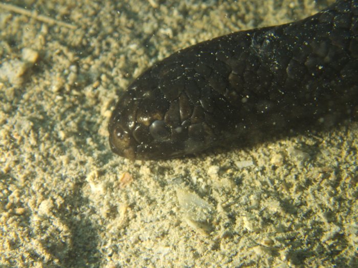 Emydocephalus annulatus