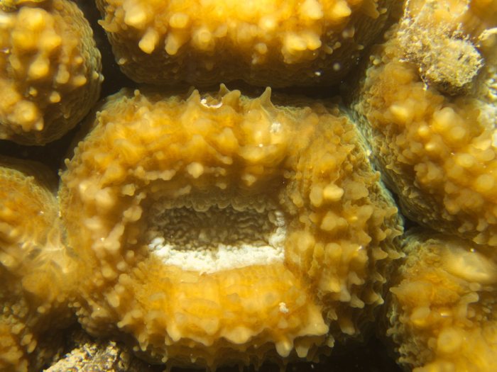 Cnidaires