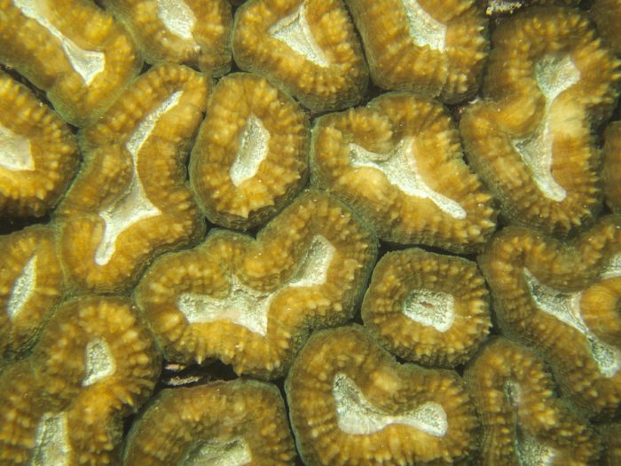 Cnidaires