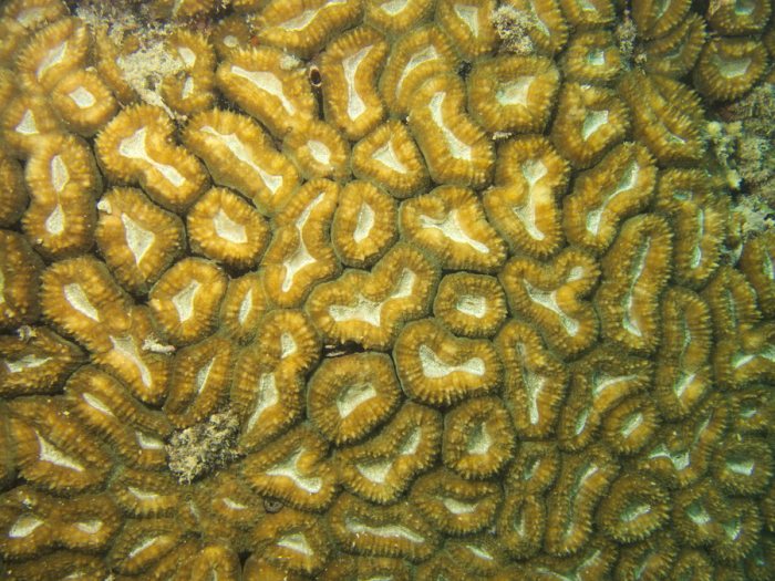 Cnidaires
