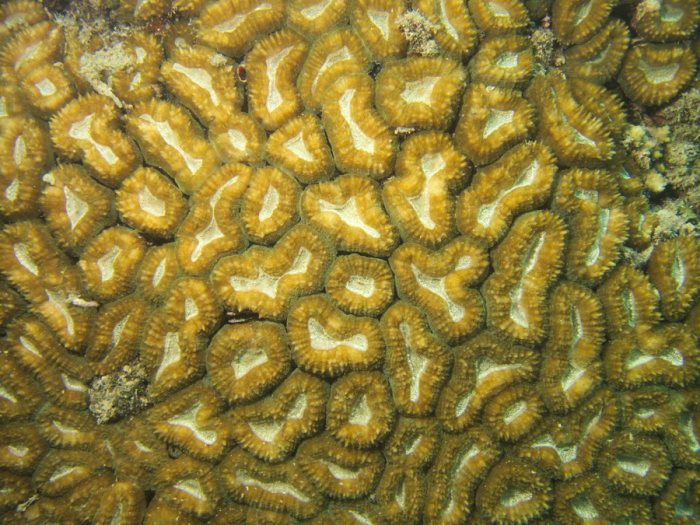 Cnidaires