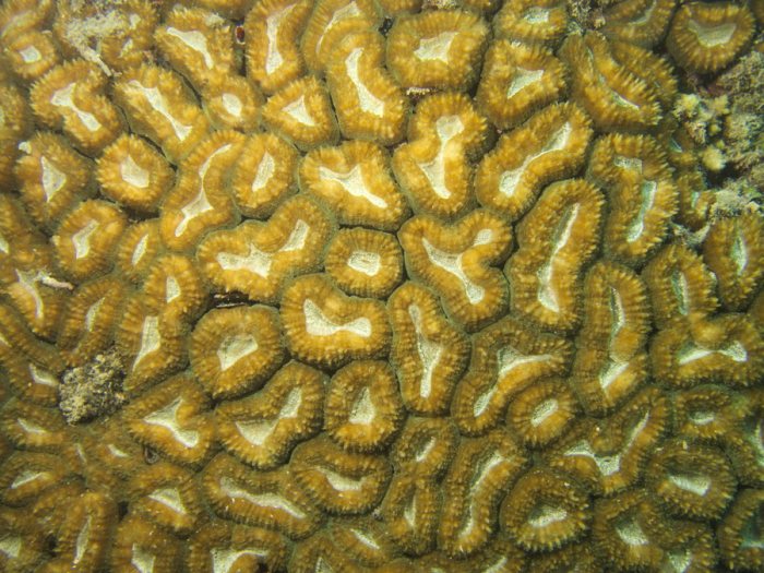 Cnidaires