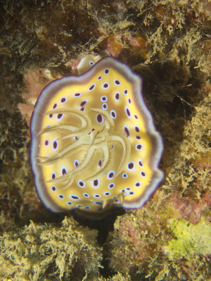 Goniobranchus kuniei
