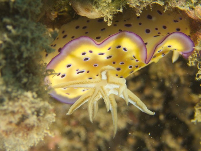 Goniobranchus kuniei