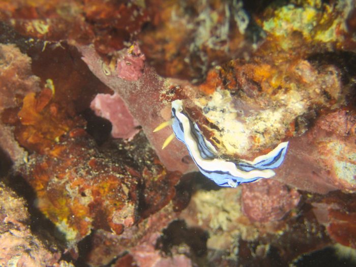 Chromodoris elisabethina