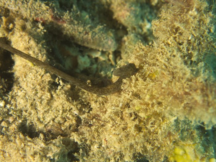 Bonellia sp.