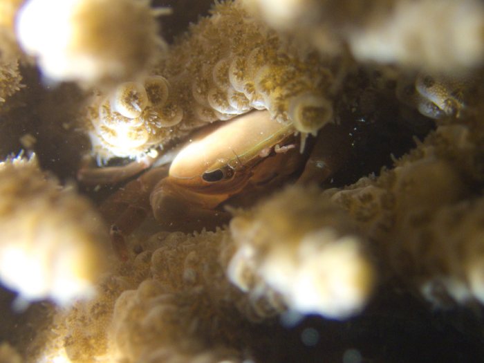 Crabe