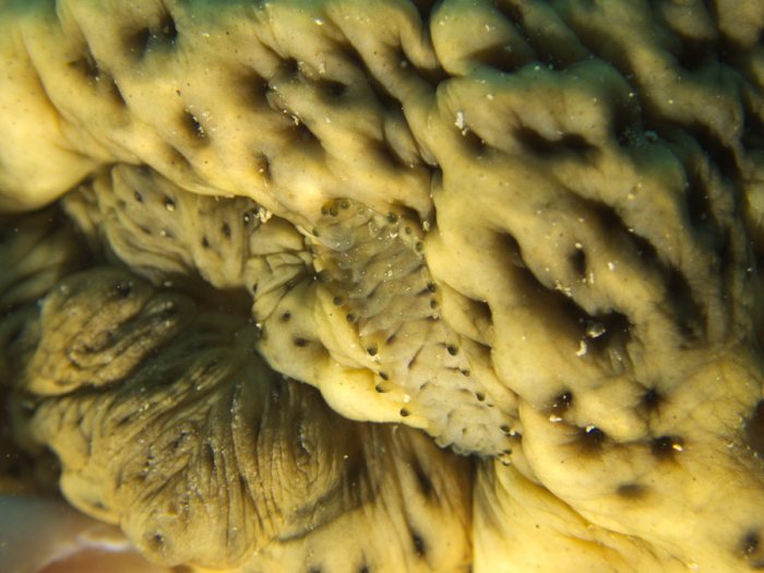 Gastrolepidia clavigera