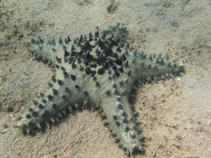 Pentaceraster alveolatus