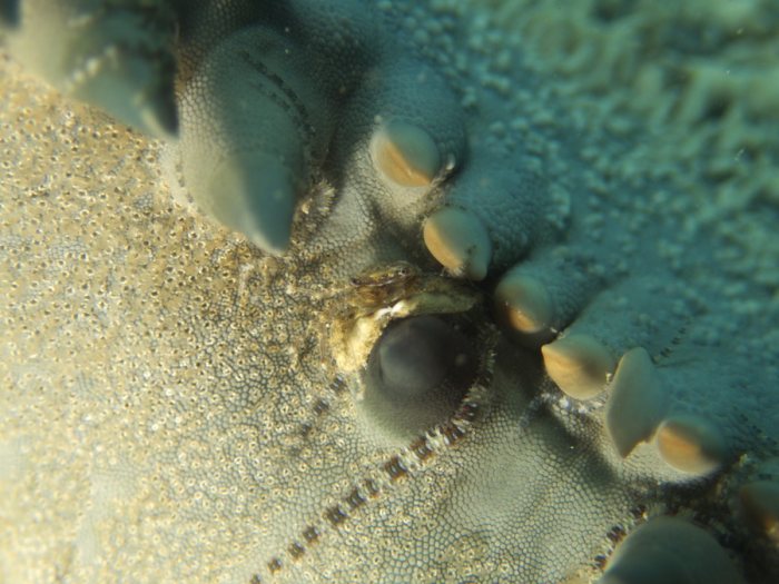 Crabe