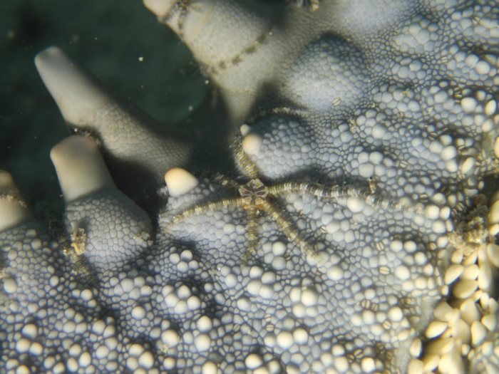 Ophiactis sp.