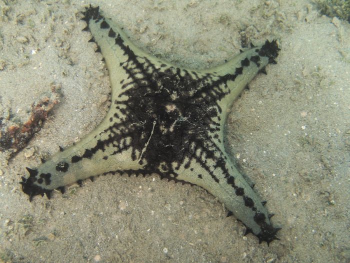 Pentaceraster alveolatus