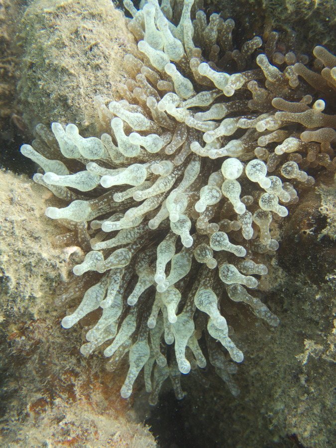 Anémone de mer